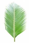 Coconut Leaf Isolated On White Background Stock Photo