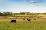 Cows Grazing In The Green Argentine Countryside Stock Photo