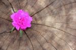 Closeup Common Purslane  Flower With Wood Background Stock Photo