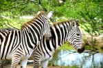 Couple Of Zebra Stock Photo