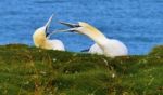 Gannets Greeting At Rspb Bempton Stock Photo