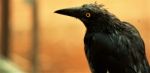 Australian Raven Stock Photo