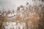 Snow And Frost On Cane On A Frozen River. Overcast Snowy Weather Stock Photo