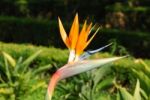 Beautiful Strelitzia Flower Stock Photo