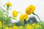 Marigold With Colorful Beauty Stock Photo