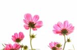 Pink Cosmos On Isolated Background Stock Photo