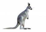 Gray Kangaroo Stock Photo