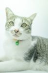 Cute Cat Portrait Wearing A Securitiy Collar In Relaxing Time Stock Photo