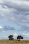 Lonely Trees And Cloudy Sky Stock Photo