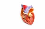 Model Of Open Human Heart Isolated On White Background Stock Photo