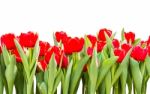 Red Tulips Isolated On White Background With Clipping Path Stock Photo