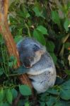 Sleeping Koala Stock Photo