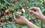 Harvesting Coffee Beans Stock Photo