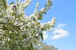 The Blooming Of Apple Trees Stock Photo