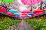 Jinhae,korea - April 4 : Jinhae Gunhangje Festival Is The Largest Cherry Blossom Festival In Korea.tourists Taking Photos Of The Beautiful Scenery Around Jinhae,korea On April 4,2015 Stock Photo