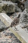 Galapagos Mockingbird In Santa Cruz Island Stock Photo