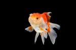 Oranda Gold Fish Isolated  Stock Photo