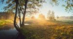 Sunny Summer Morning On Meadow Stock Photo