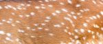 Axis Deer Skin Stock Photo