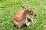 Brown Female Antelope In Grass Field Stock Photo