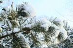 Cones On A Branch In The Snow Stock Photo