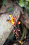 Butterflies On Exotic Tropical Flower, Ecuador Stock Photo