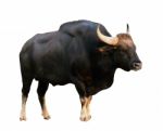 Gaur Isolated Stock Photo