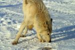 A White Wolf In The Snow Stock Photo