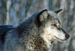 Lone Gray Wolf Stock Photo