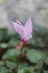 The Purple Cyclamen In Israeli Park Trip Stock Photo