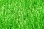 Green Grass Background Stock Photo