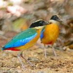 Blue-winged Pitta Stock Photo