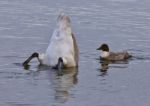 Isolated Photo Of A Swan Upside-down In The Lake And A Crazy Duck Stock Photo