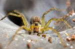 
Ambush Prey On Spider Webs Trap Nests Stock Photo