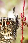 Spanish Festoon Butterfly (zerynthia Rumina) Stock Photo