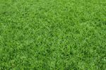 Green Grass Stock Photo