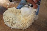 Sheep Shearing Stock Photo