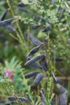 Broom Shrub Stock Photo