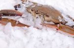 Crab Freeze In Ice Stock Photo