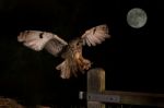 Long Eared Owl In Flight And Full Moon Stock Photo