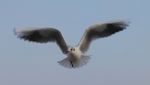 Black Headed Gull In Flight Stock Photo