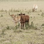 Country Cows Stock Photo