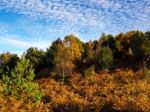 Scenic View Of The Ashdown Forest In Sussex Stock Photo