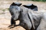 African Elephant (loxodonta) Stock Photo