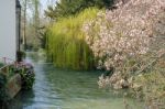 Different Varieties Of Trees Along The River Windrush In Witney Stock Photo