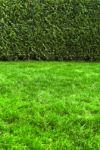 Grass Stock Photo