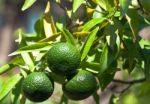 Limes On Tree Stock Photo