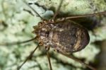 Harvestmen Stock Photo