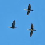 Cormorants In Fligh Stock Photo