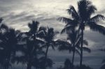 Palm Trees Silhouettes On The Beach On A Cloudy Day Stock Photo